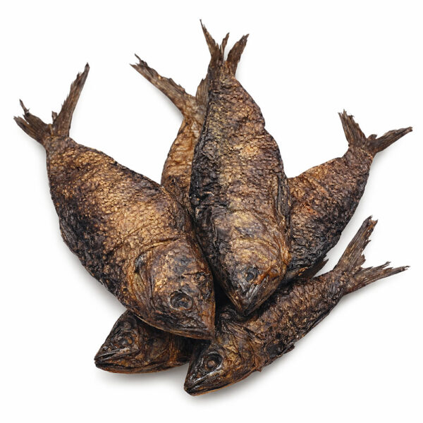 Bonga Fish
