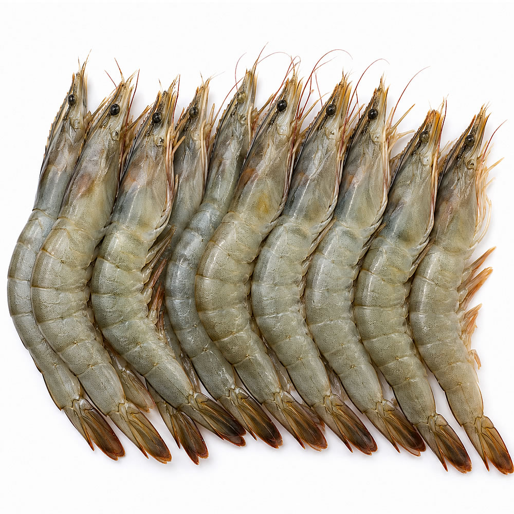prawns Big Prawn - Image 1