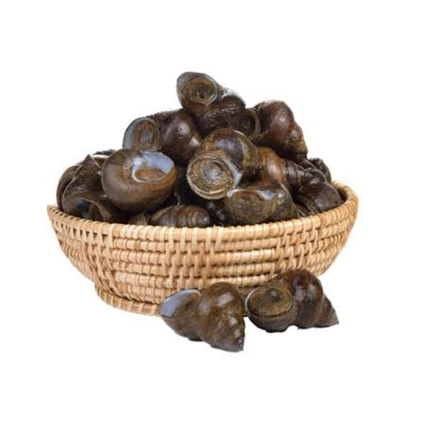Fresh Snail