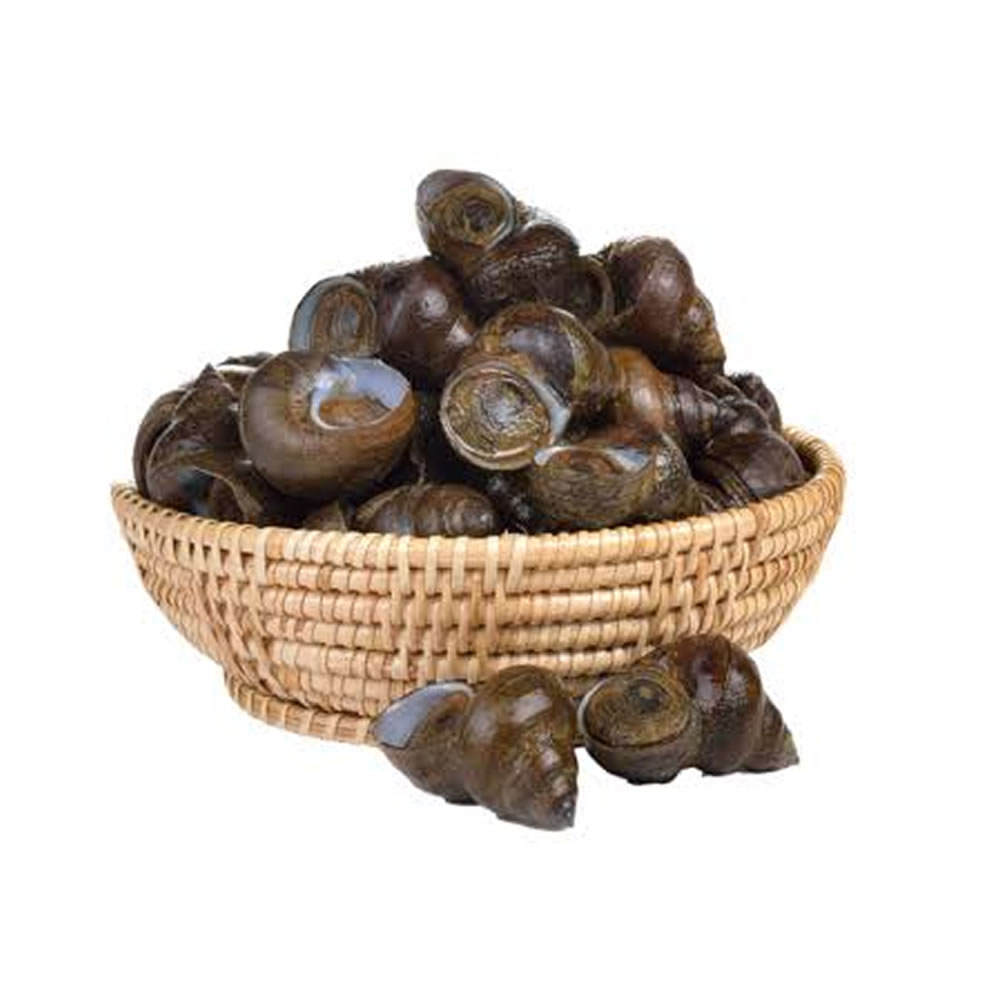 fresh snail Fresh Snail - Image 1