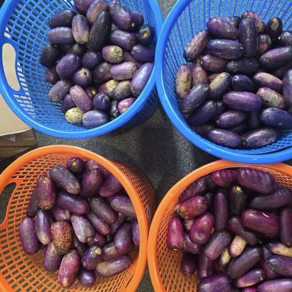 Nigeria Organic Pear