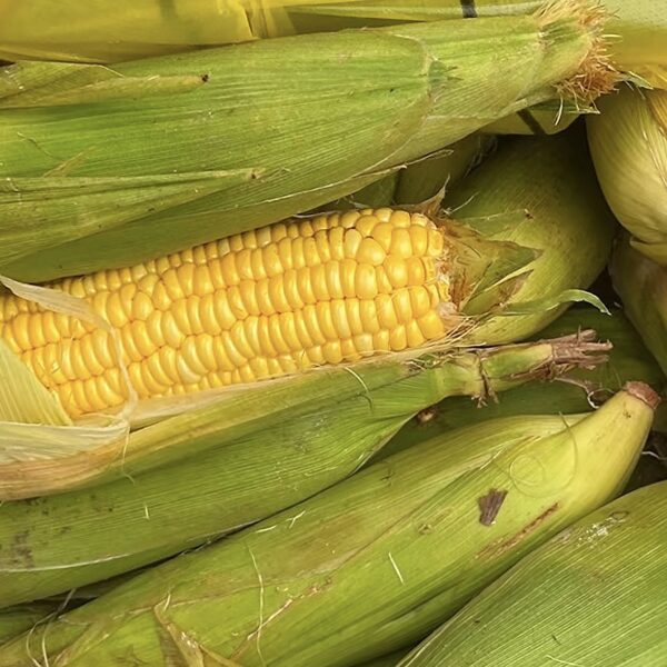 Fresh Nigeria Corn 1 dozen 12pieces